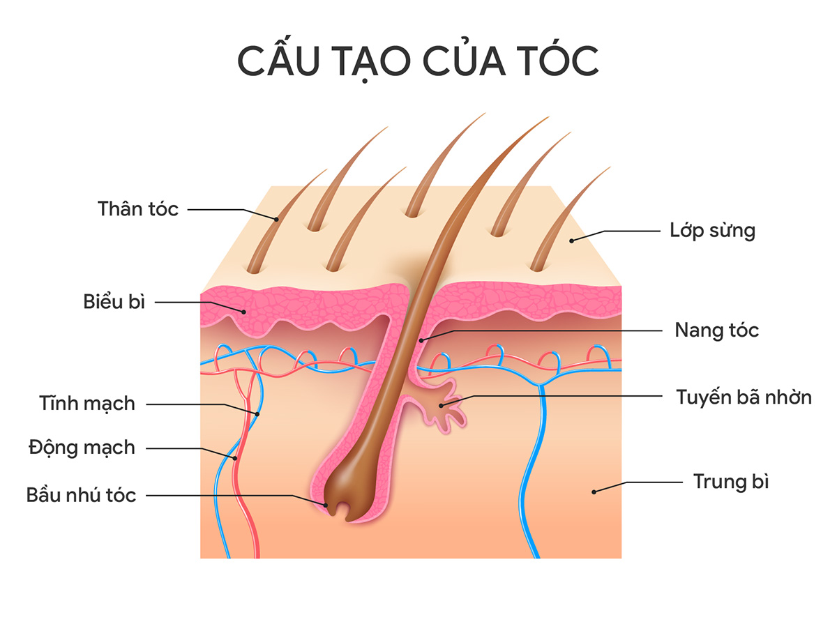 cau tao cua toc