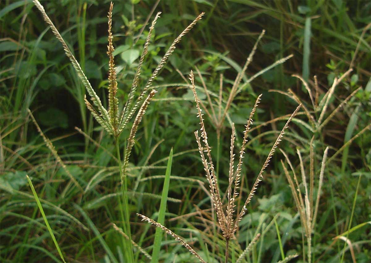 Cỏ mần trầu