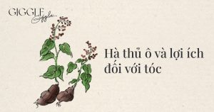 Hà thủ ô và lợi ích với tóc