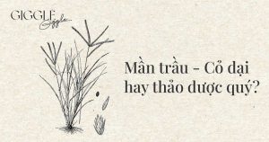 man trau la co dai hay thao duoc quy